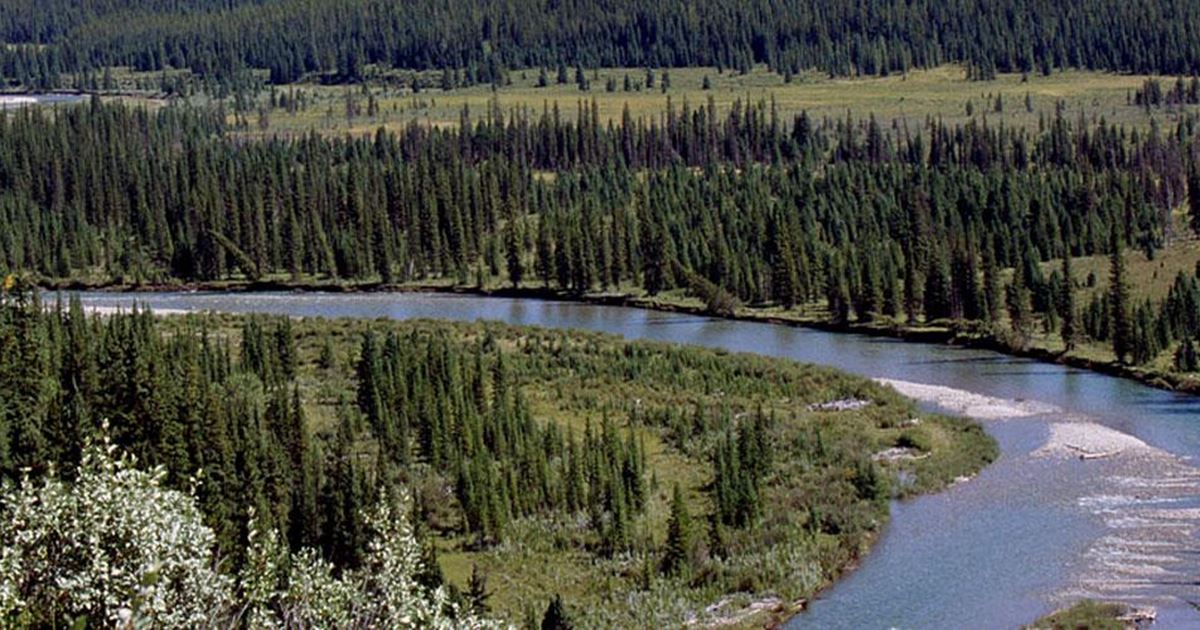 Clearwater River Alberta Fishing Report Caroline, Alberta