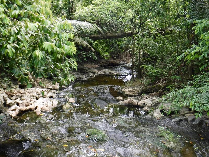 Guanacaste National Park - Belmopan, Cayo District