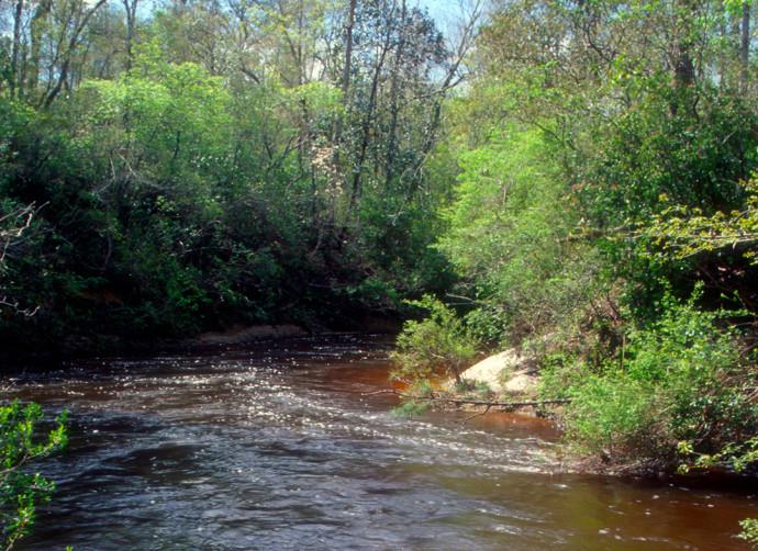 Payne's Creek National Park, Toledo District