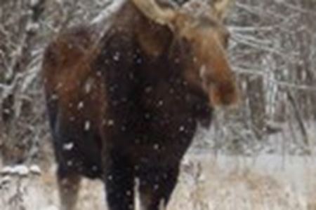 Lac Seul Evergreen Lodge Kenora Red Lake Dryden Sioux