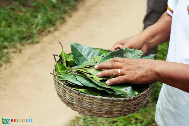 Maya Herbal Medicine - What to do in Stann Creek Belize