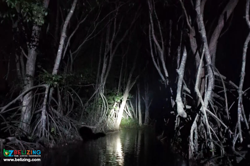 Nocturnal Bioluminescence Tour Belize