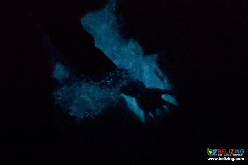 Nocturnal Bioluminescence Tour Belize