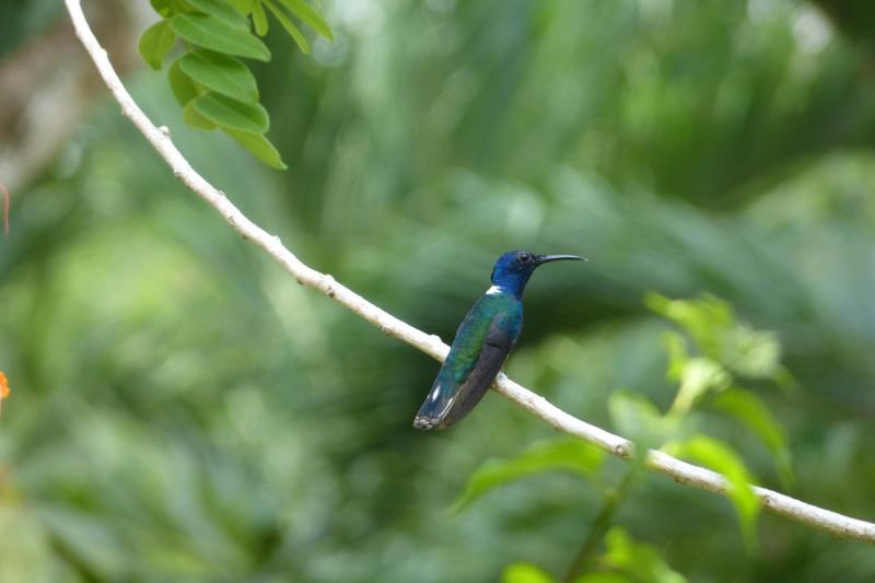 Bird Watching in Belize Top Hotspots